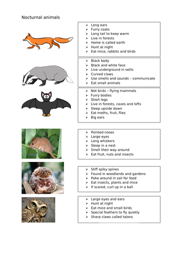 Nocturnal Animals | Teaching Resources