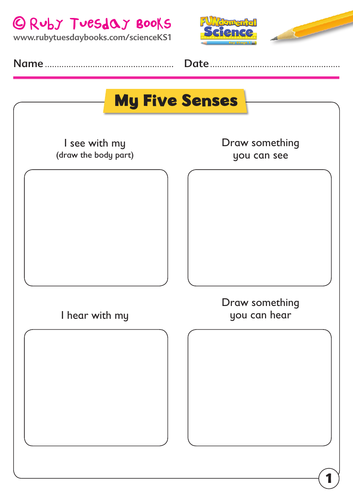 My five senses