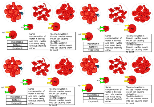 AQA GCSE Kidneys - function and the role of ADH