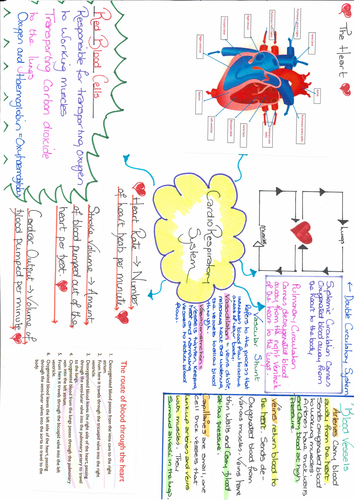 OCR GCSE PE Skeletal muscular & Cardio respiratory information mats