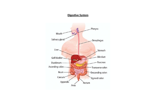 LO3: Digestive System, Malfunctions and Impacts on Individuals
