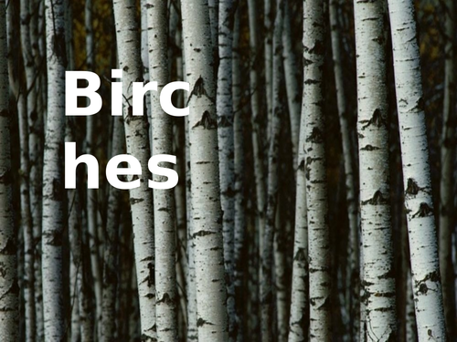 PPT analysis of Birches by Robert Frost.