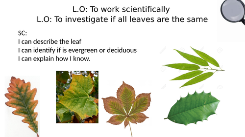 Observing leaves and classifying them