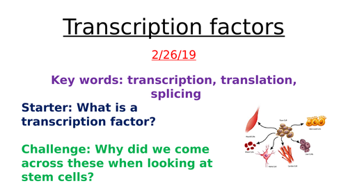 Transcription factors and oestrogen