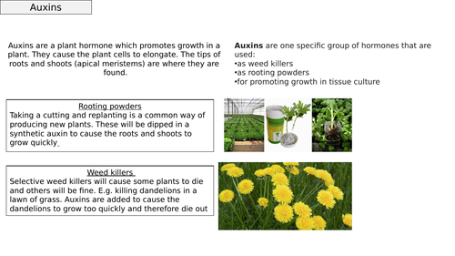 AQA GCSE Plant Hormones and their uses