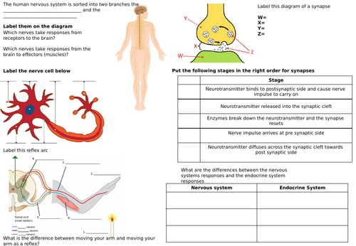 AQA GCSE Homeostasis Revision worksheets