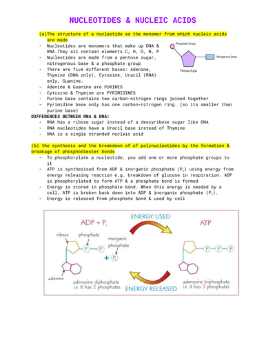 Nucleotide's & Nucleic Acids