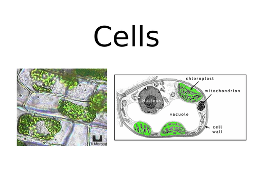 Using a microscope