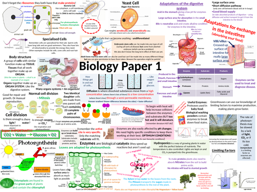 NEW AQA Biology Paper 1 Revision Poster