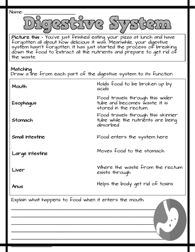 Digestive System Worksheets
