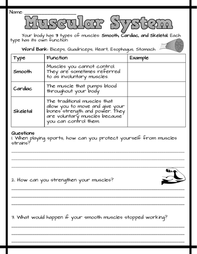 Muscular System Worksheets | Teaching Resources