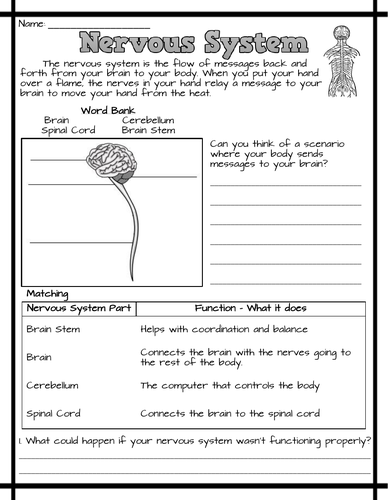 Nervous System Worksheets Teaching Resources