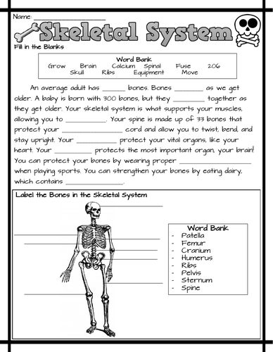 informative essay about skeletal system