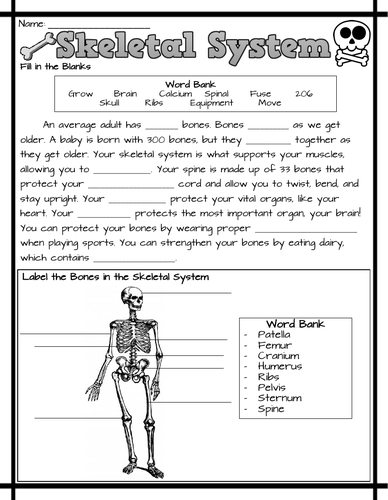 worksheet skeletal system