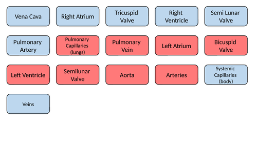 Pathway of Blood through the Heart - Card Sort