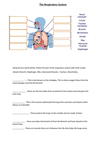 Respiratory System Worksheet