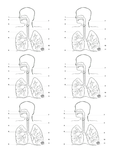 respiratory system unlabeled diagram