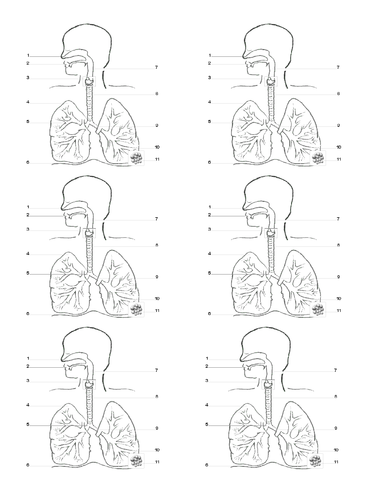 Respiratory System Blank Annotated Diagram