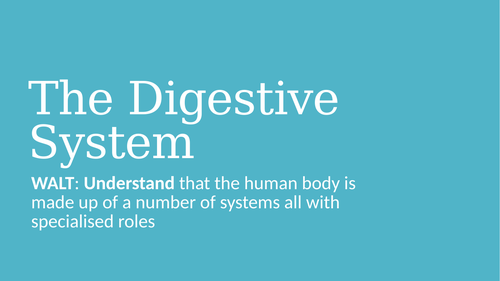 The Digestive System PPT