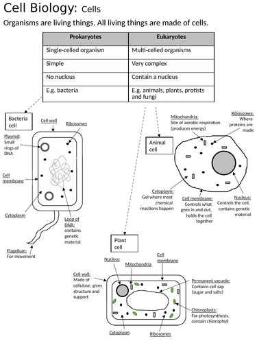 AQA Combined Science Biology Foundation Revision Notes 9-1