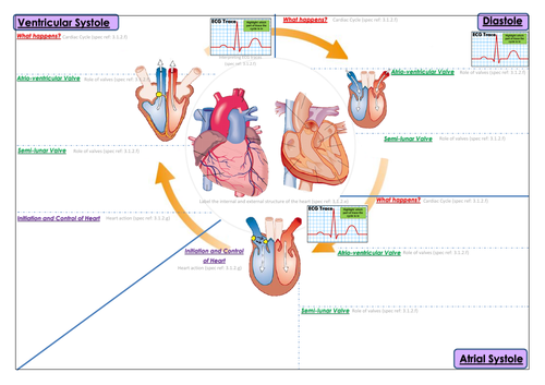 Heart & Cardiac Cycle Revision/Information Mind Map - OCR A Level - Transport in Animals