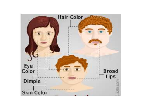 Heredity - Lesson plan and activity sheets