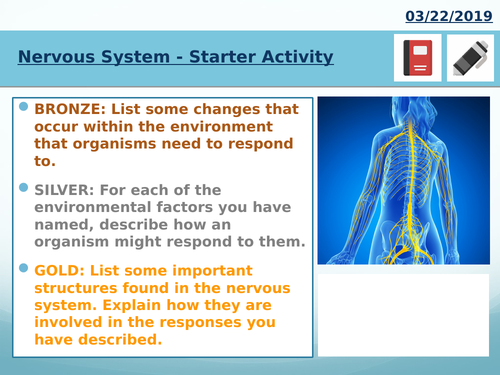 GCSE 9-1 Science Biology Nervous System Neurone Voluntary Involuntary Actions Reflex Arc Full Lesson