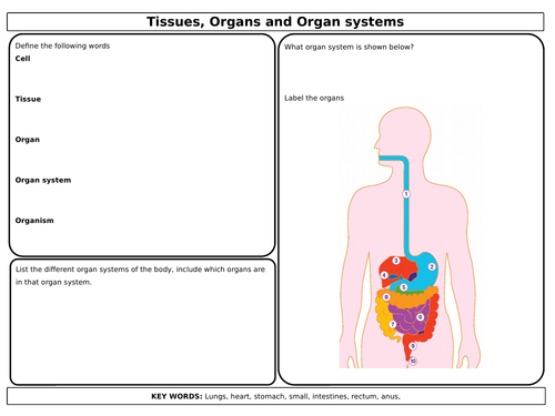 AQA 4.2 Organisation Revision Mats