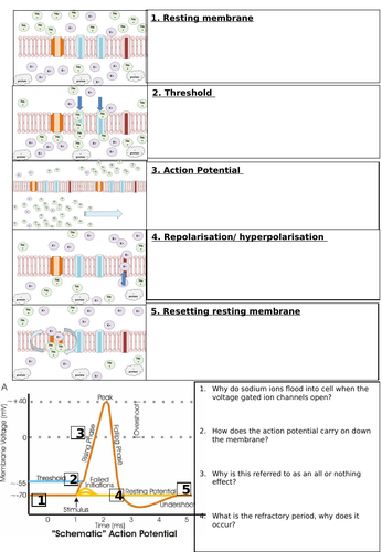 Nerves and Action potentials - AQA Applied Science Module 4