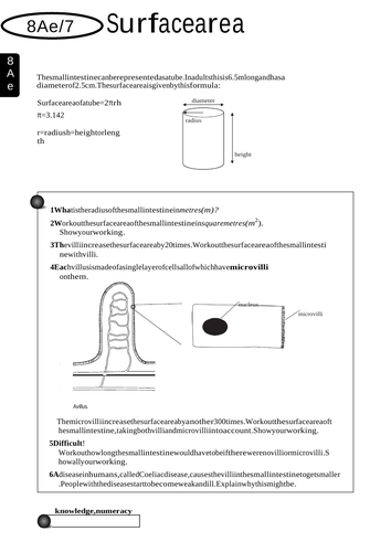 Human digestive system