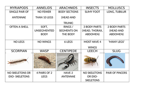 Invertebrates Sorting Cards Teaching Resources