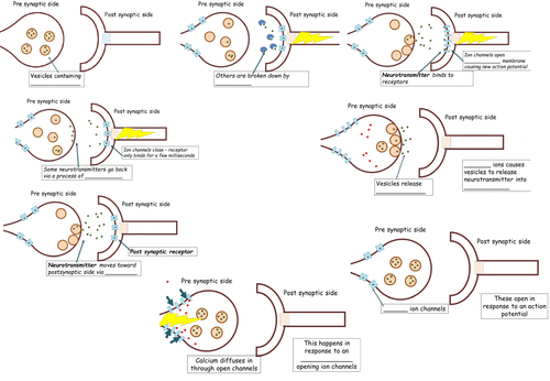 Synapses - Applied Science Module 4 (suitable for A level)