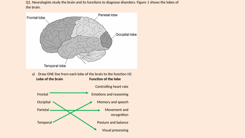 Applied Science Module 4 (nervous system) mock exam