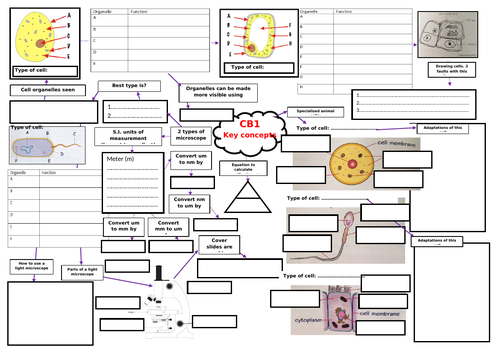 Free: Mind map Edexcel combined science Biology CB1 part 1 and answers