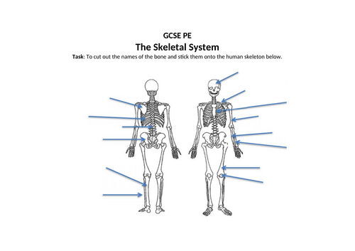 GCSE PE/Dance Skeletal System Activity Sheet