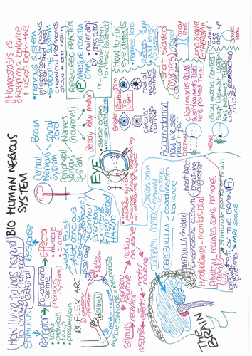 B10 Nervous system ONE PAGE REVISION SUMMARY AQA GCSE Biology 9-1