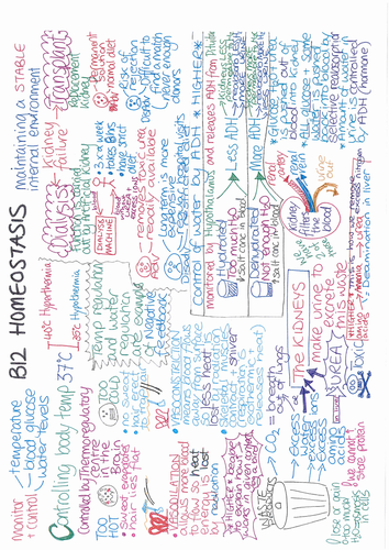 B12 Homeostasis ONE PAGE REVISION SUMMARY AQA GCSE Biology 9-1