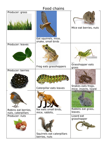 Food chains and webs