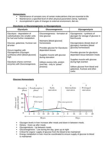 Glycogen Metabolism & Homeostasis