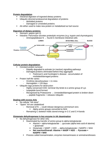 Amino Acid Metabolism