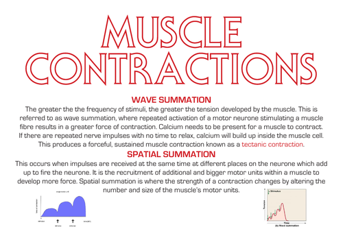 A Level PE Revision - The Neuromuscular System