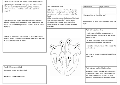 heart-dissection-worksheet-modifiable-teaching-resources