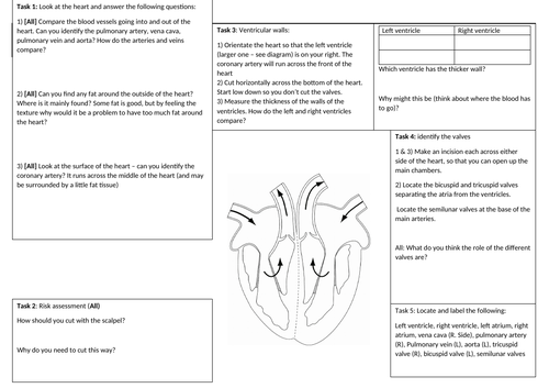 Heart Dissection Worksheet (Modifiable) | Teaching Resources
