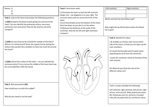Heart Dissection Worksheet (non-modifiable)