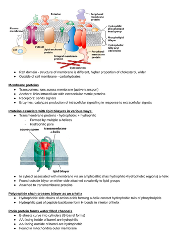 Assembly structure & function of membrane proteins