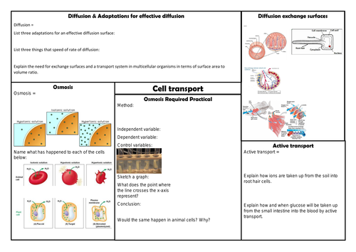 AQA Biology Cells, Cell transport and The Immune System Revision Question Sheets