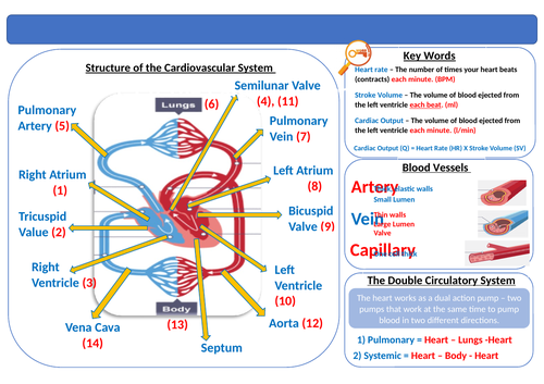 OCR Cardiovasular & Respiratory Systems Knowleadge Organiser