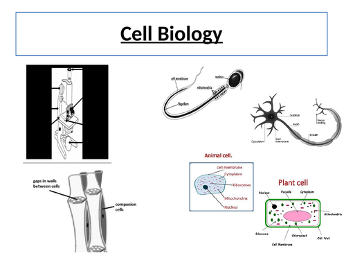 AQA GCSE Biology revision