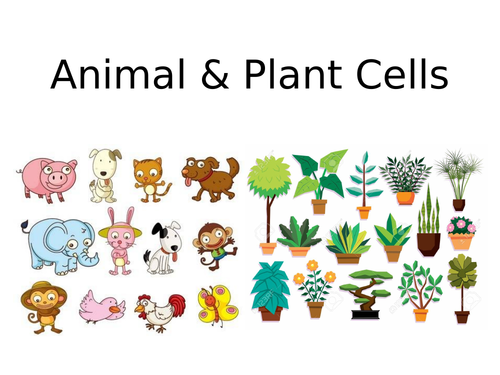 9-1 AQA GCSE Biology - U1 L1 Animal & Plant Cells and Orders of Magnitude