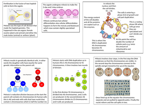 AQA Key Concept lesson Cell Development